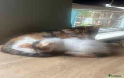 Mixed Breed cats for sale: Beautiful mixed kittens  - Image 19