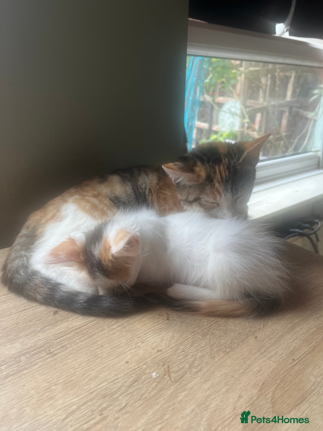 Mixed Breed cats for sale: Beautiful mixed kittens  - Image 19