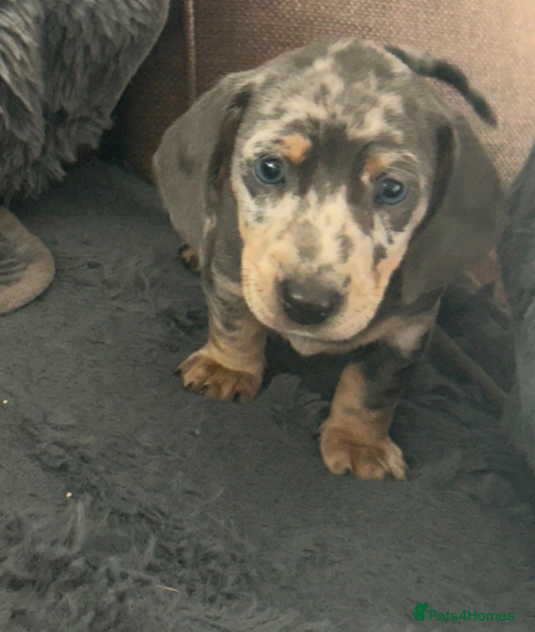 Dachshund dogs for sale: Beautiful mini dachshunds  - Image 5