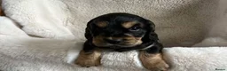 Cocker Spaniel dogs for sale: show type cocker spaniel puppy’s  - Advert 11