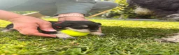 Miniature Schnauzer dogs for sale: Beautiful Black And Silver Mini Schnauzer Puppies - Advert 13