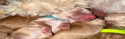 Cockapoo dogs for sale: ✨ Exceptional F2 Miniature Cockapoo Puppies ✨ - Advert 3