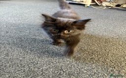Mixed Breed cats for sale: 3 loveable playful kittens  - Image 3