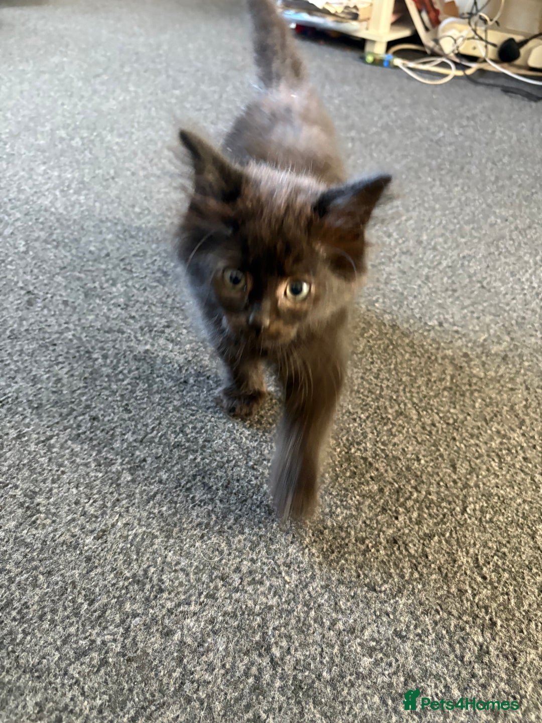 Mixed Breed cats for sale: 3 loveable playful kittens  - Image 3