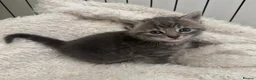 Mixed Breed cats for sale: Adorable grey kittens & tabby grey kittens  in Salisbury - Advert 34