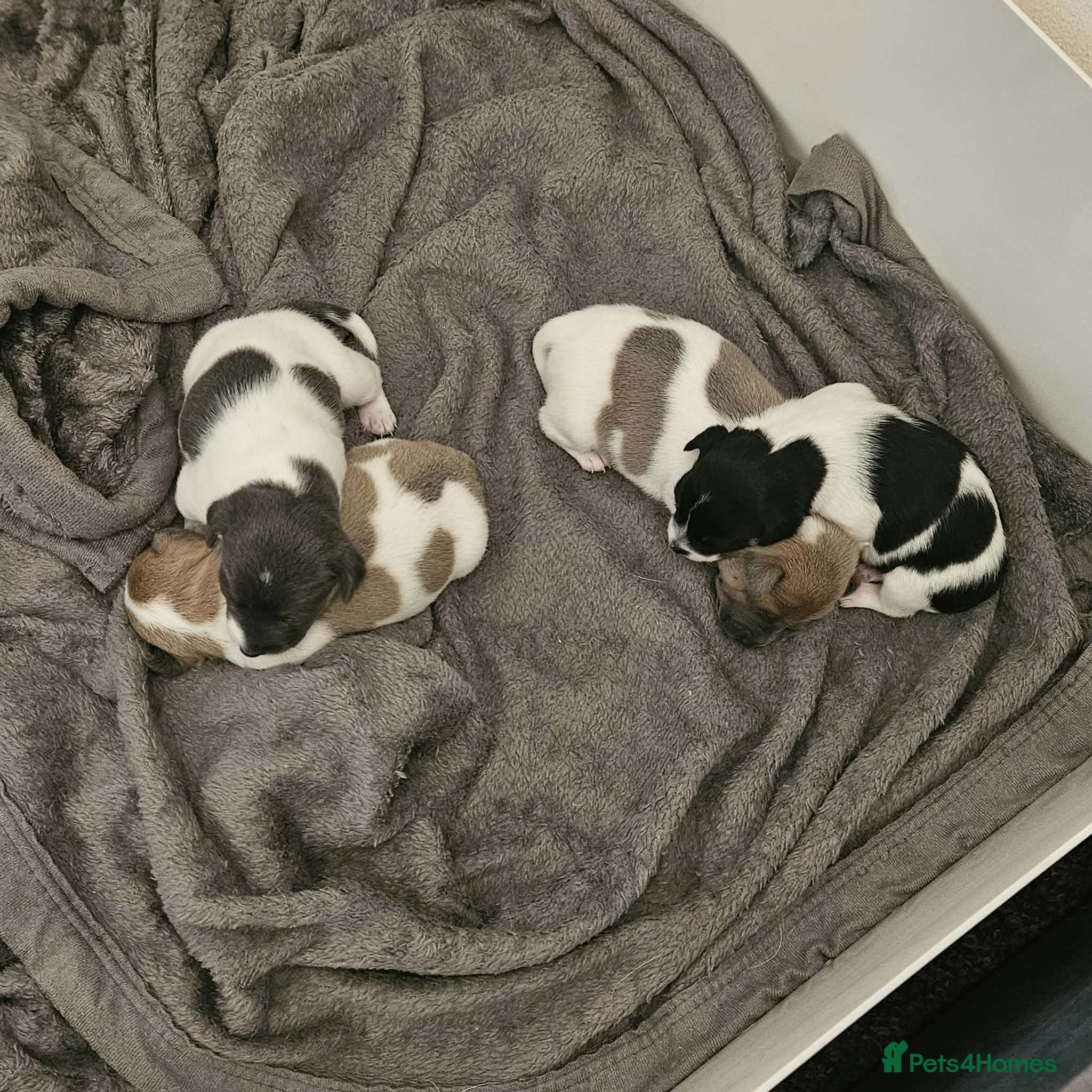 Jack Russell dogs 2 left!!! Jackrussle puppies   - Advert 1