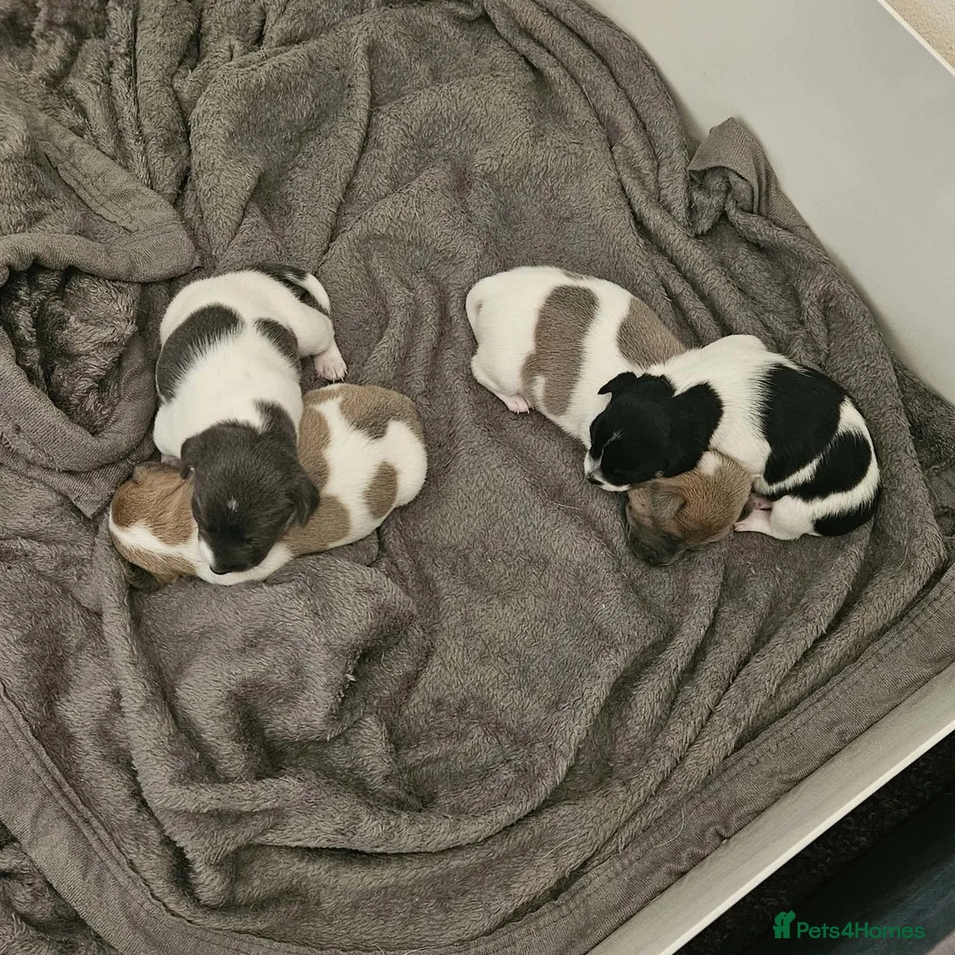 Jack Russell dogs for sale: 2 left!!! Jackrussle puppies   - Advert 1