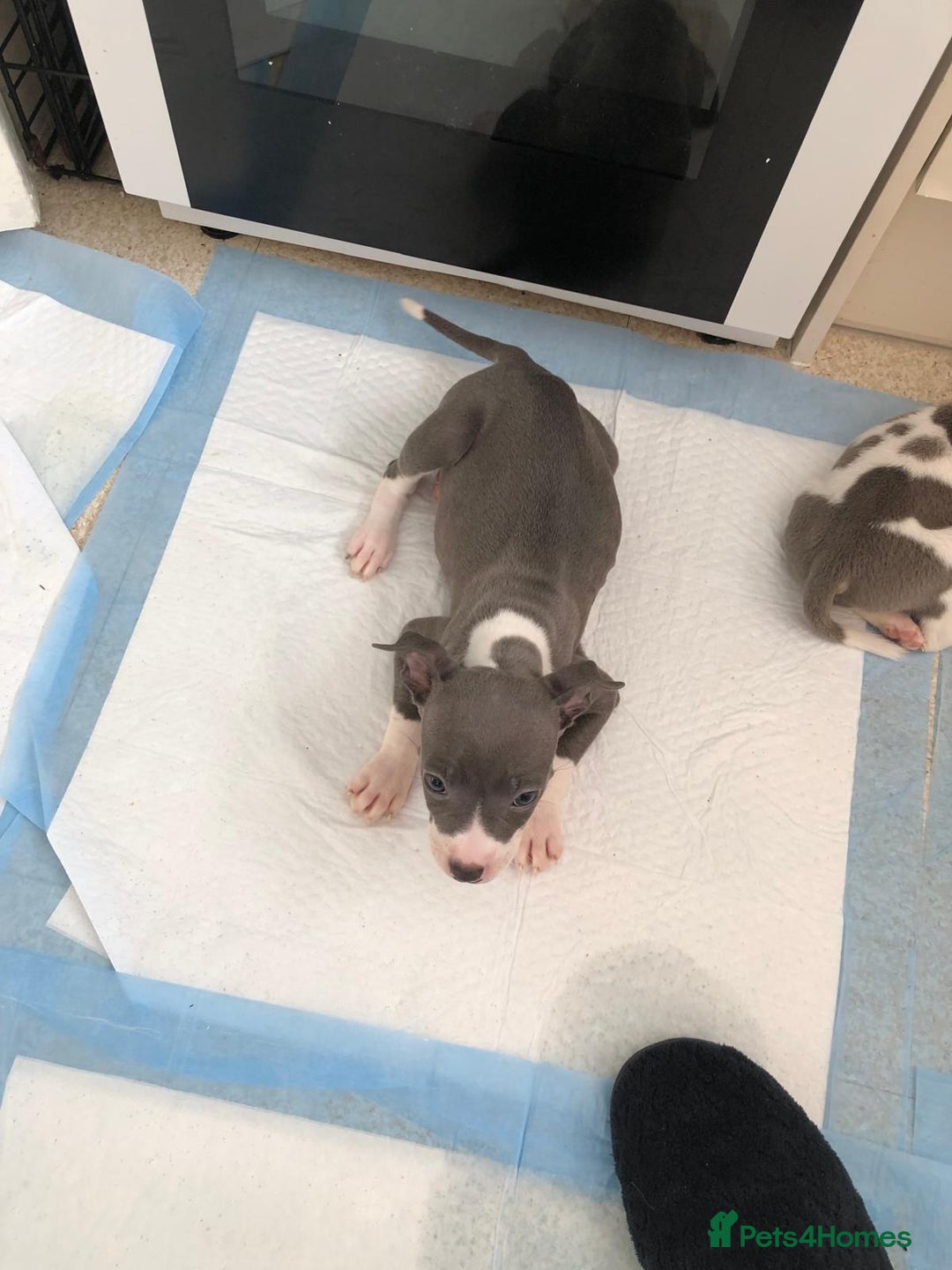 Staffordshire Bull Terrier dogs for sale: Black/ white/ grey staffies - Image 11
