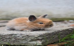 Angora rabbits for sale: French Imported Pedigree English Angoras - Image 12