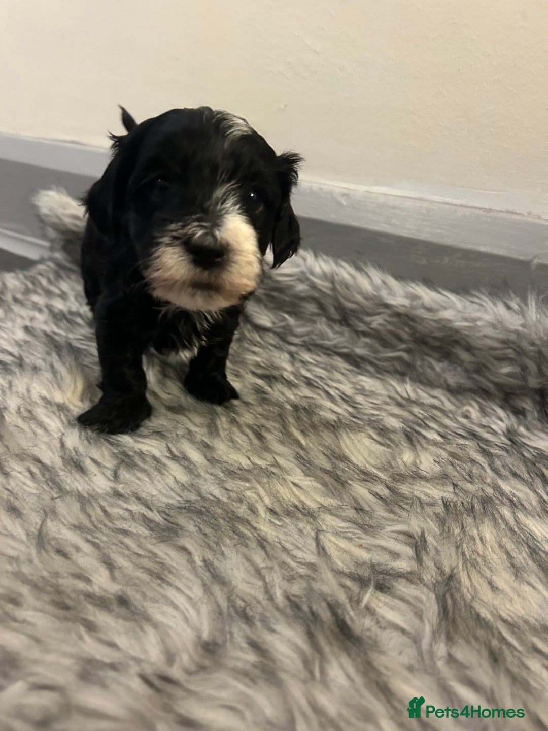 Havanese dogs for sale: 🐾 8 Havanese Puppies for Their Forever Homes 🐾 - Image 8