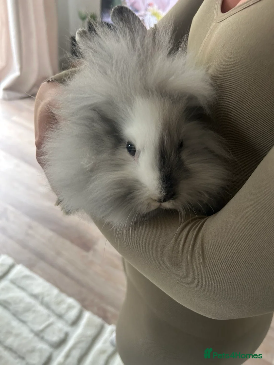 Mixed Breed rabbits for sale: 2 mini lop lion head bunnies  - Advert 5