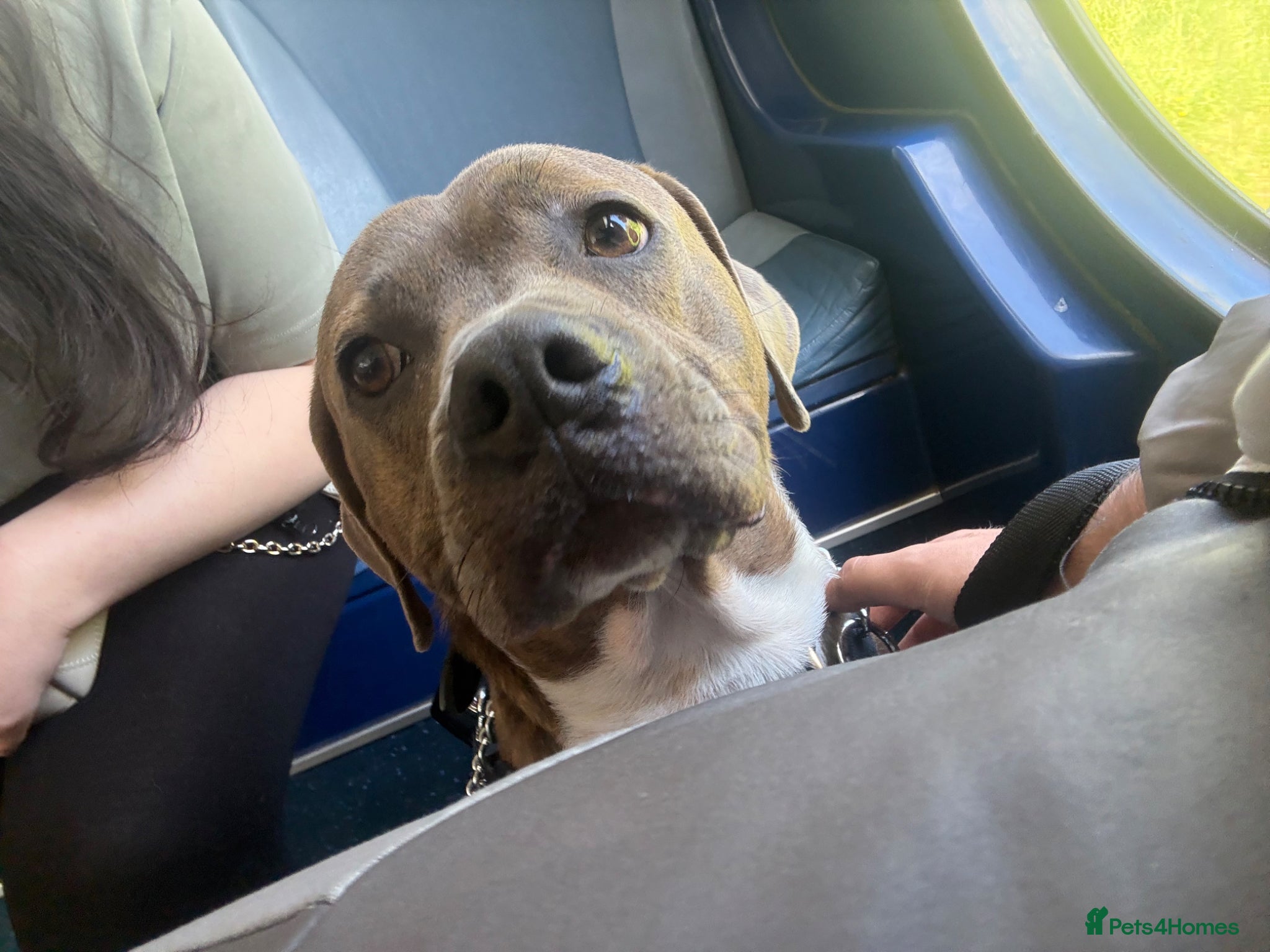 American Bull Staffy dogs A loyal, loving boy looking for his fresh start. - Advert 2