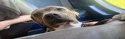 American Bull Staffy dogs for sale: A loyal, loving boy looking for his fresh start. in Llandudno - Advert 1