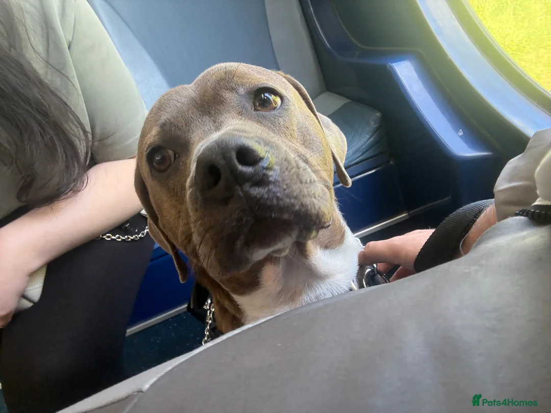American Bull Staffy dogs for sale: A loyal, loving boy looking for his fresh start. in Llandudno - Advert 1