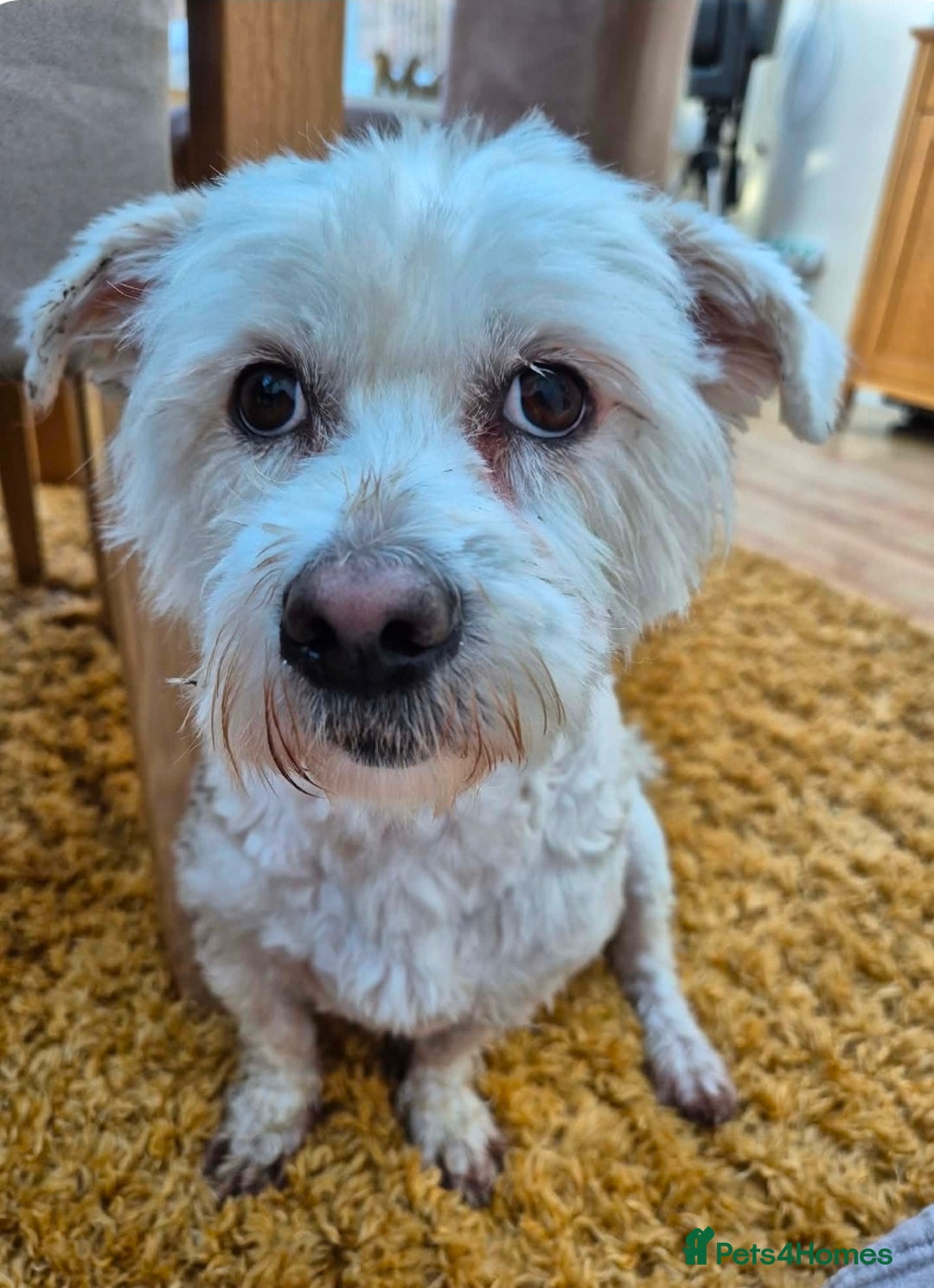 Mixed Breed dogs for adoption: NORRIS  - Advert 2