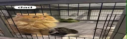 Exotic cats for sale: British short hair cross Persian  - Advert 2