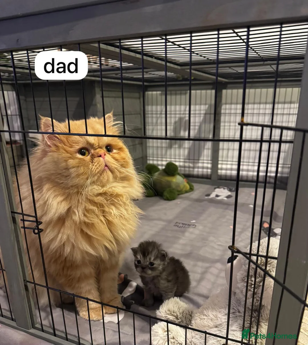 Exotic cats for sale: British short hair cross Persian  - Advert 2