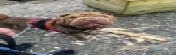 Shar Pei dogs for sale: Male Shar pei in Skelmersdale - Advert 2