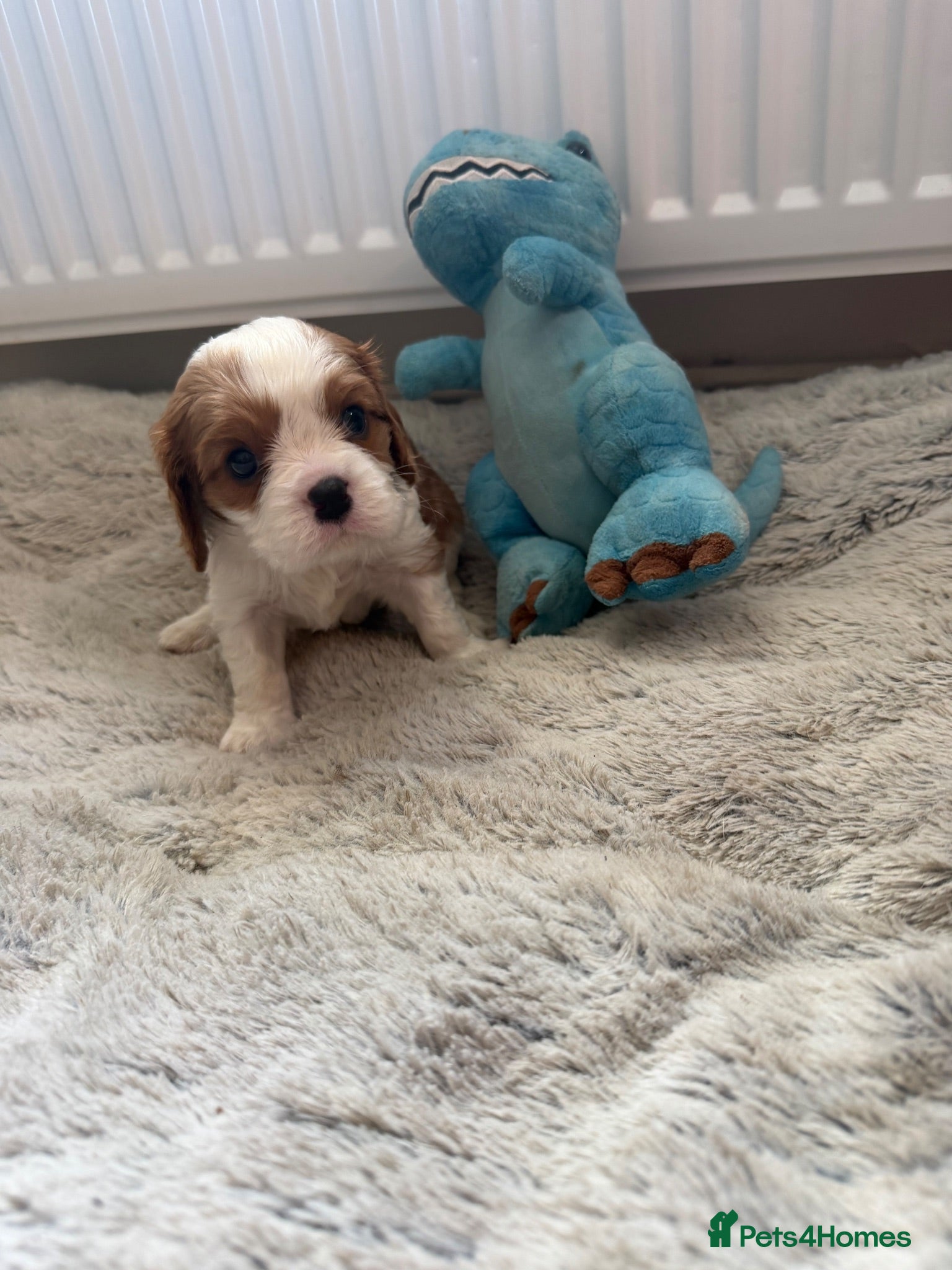 Cavalier King Charles Spaniel dogs ✨ Blenheim Boy Left ✨ - Advert 8