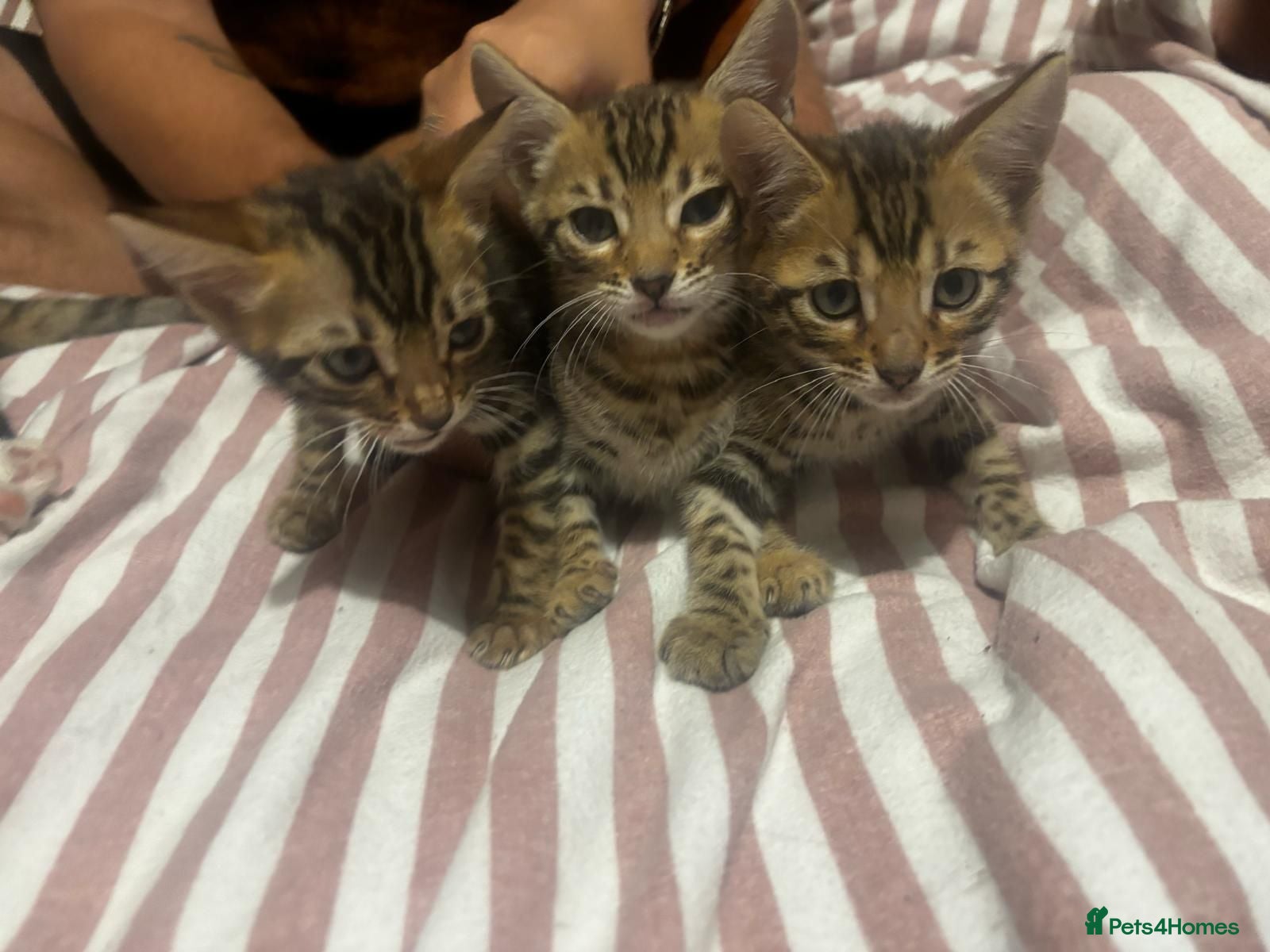 Bengal cats Pure bengal kittens, ready from 27th of August  - Advert 15