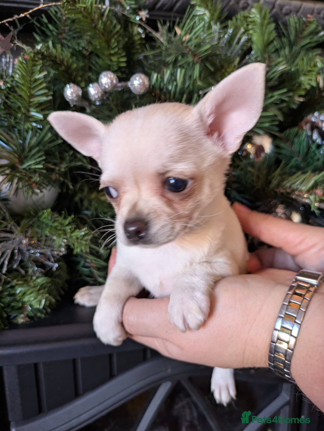 Chihuahua dogs for sale: Rare colour and tiny pedigree Chihuahuas  - Advert 6