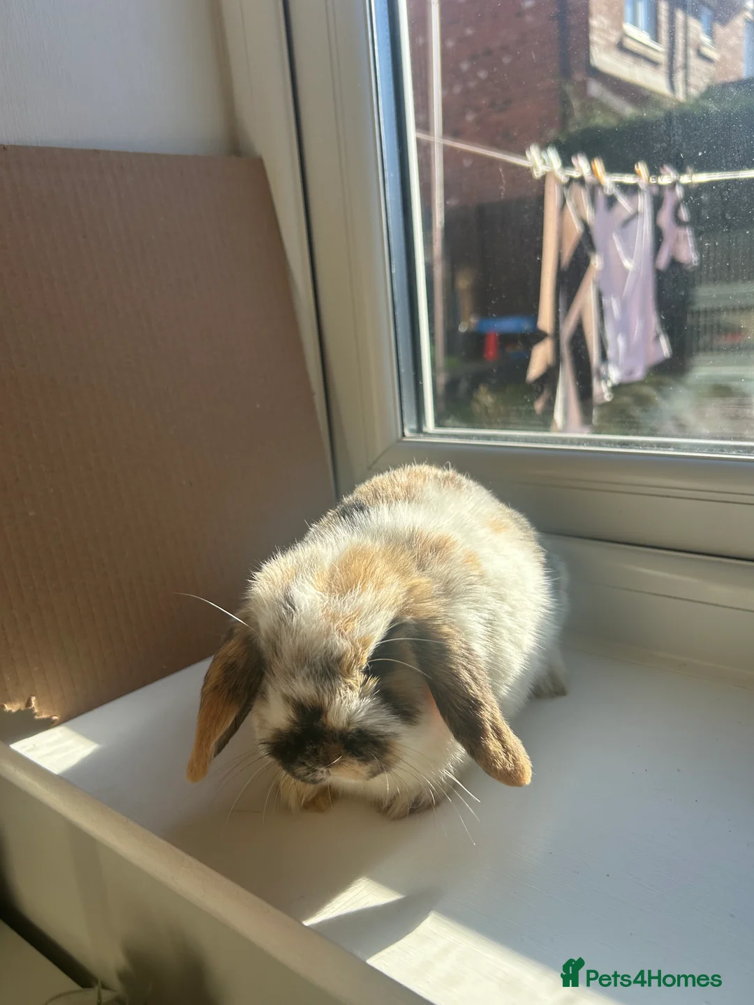 Mini Lop rabbits for sale: Pure mini lop bunnies - Advert 3