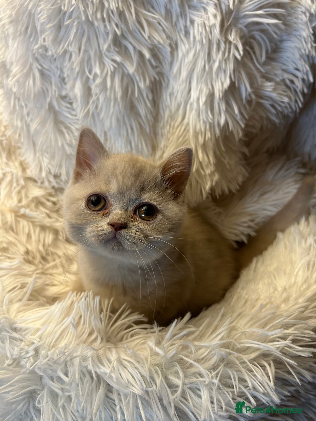 British Shorthair cats for sale: Beautiful chocolate&lilac Kittens awaiting homes - Image 6