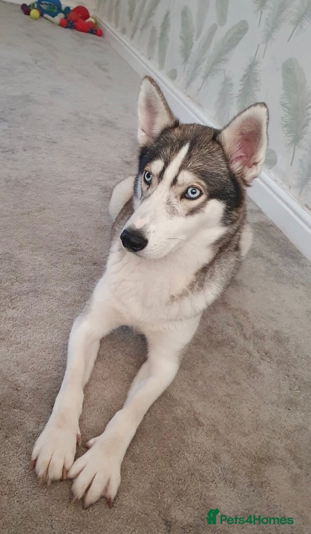 Siberian Husky dogs 5 Husky puppies  - Advert 6