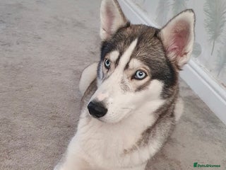 Siberian Husky dogs 5 Husky puppies - Advert 2