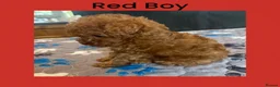 Toy Poodle dogs for sale: Last Tiny Toy×Asian Poodle Puppy Ready 21/09/26 - Advert 7