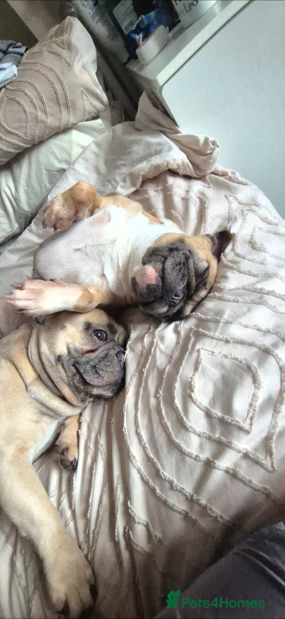 French Bulldog dogs for sale: French Bulldog in need of a new forever home... in Bexleyheath - Advert 3