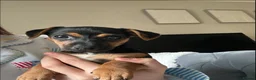 Jack Russell dogs for sale:  Beautiful Jack russels looking for loving home in Erith - Advert 5