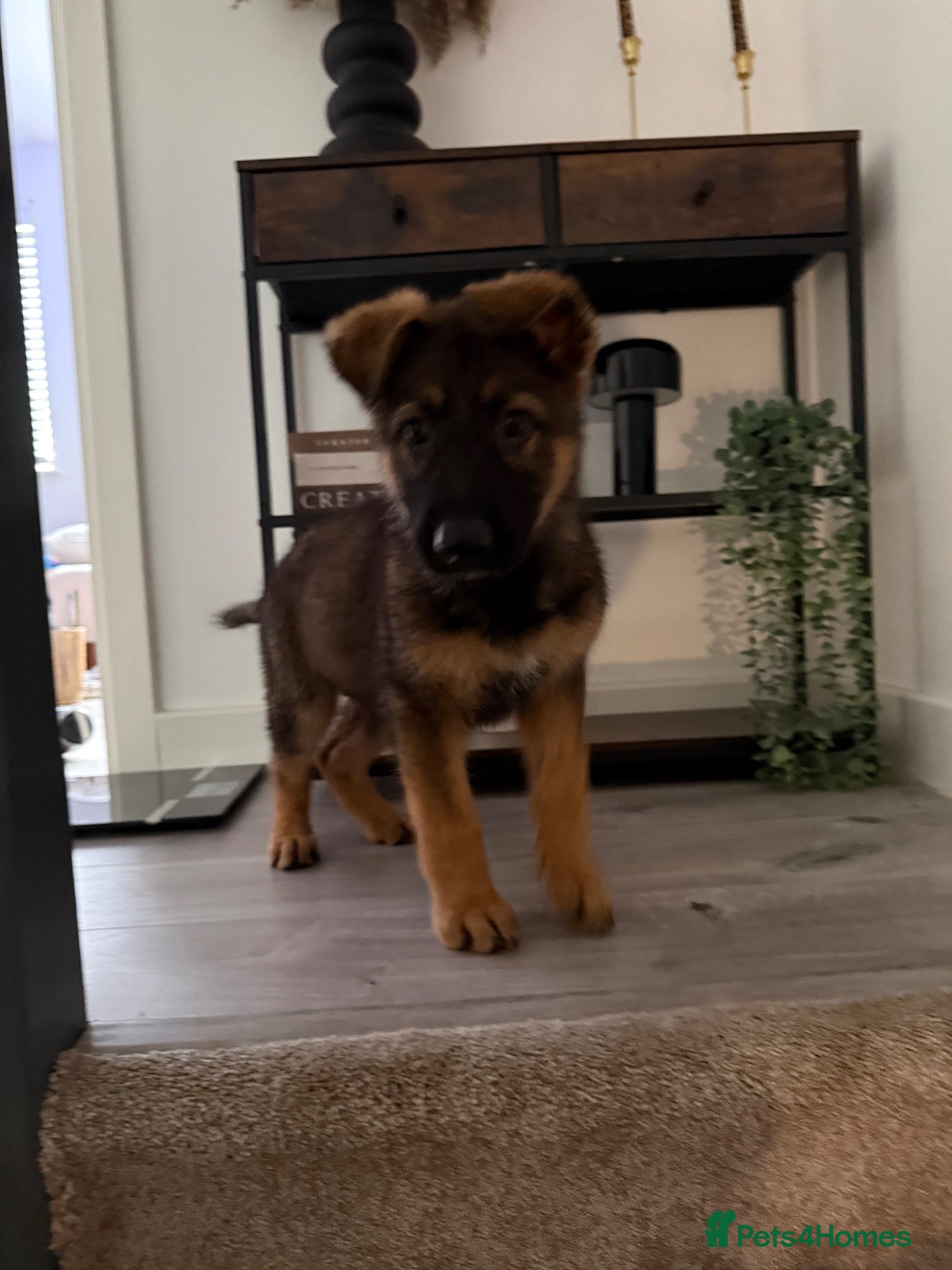 German Shepherd dogs Beautiful German Shepherd Puppies  - Advert 15