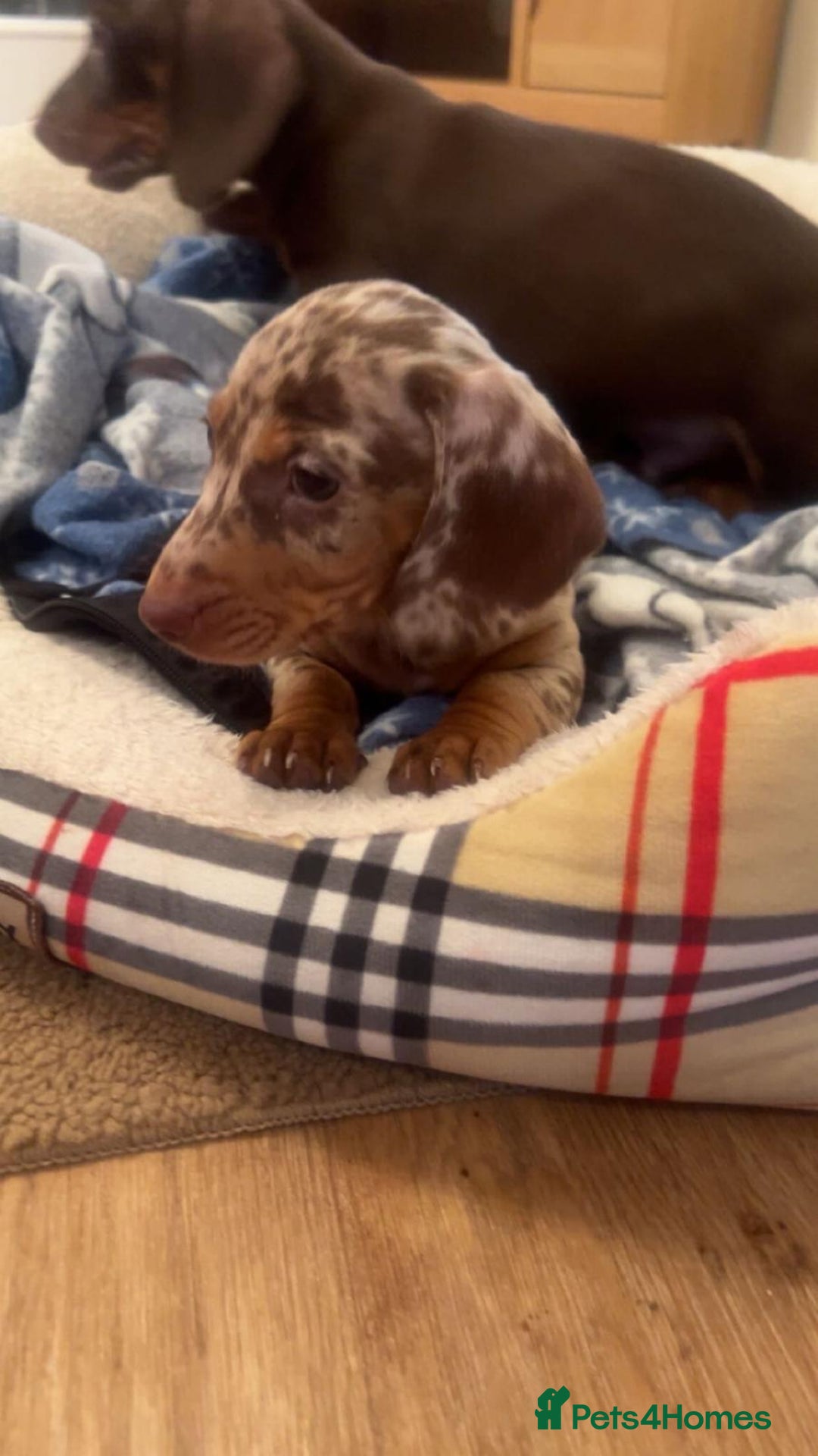 Dachshund dogs for sale: Dachshund for sale  - Advert 2