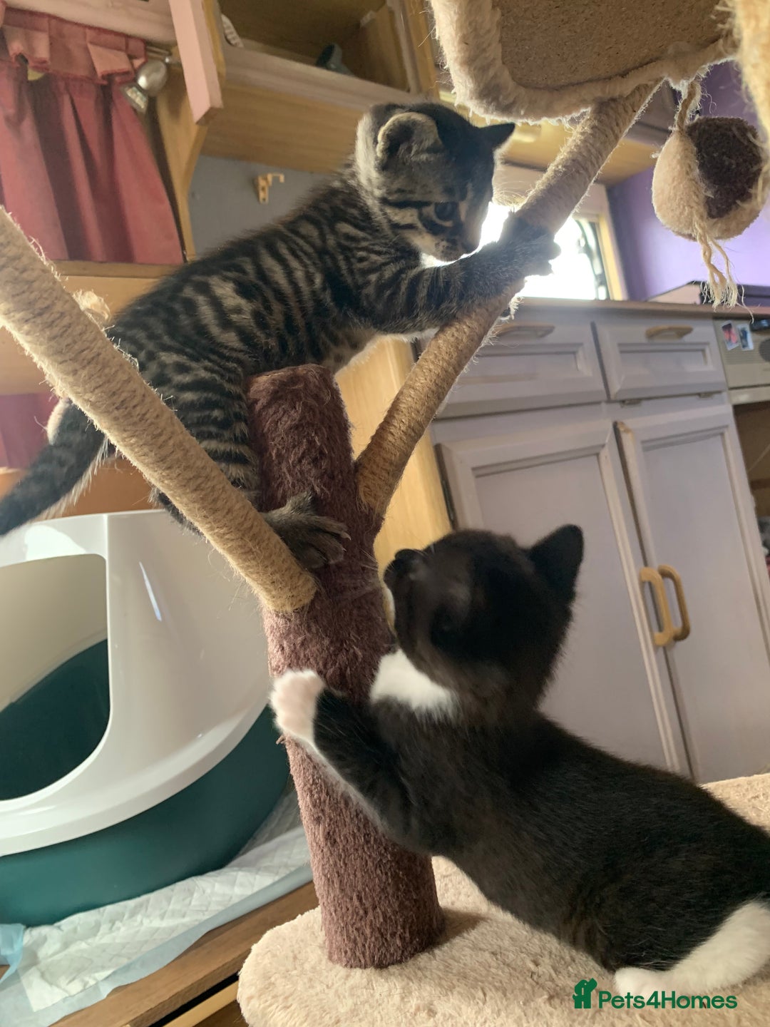 Domestic Shorthair cats for sale: Tabby kittens for sale - Image 36