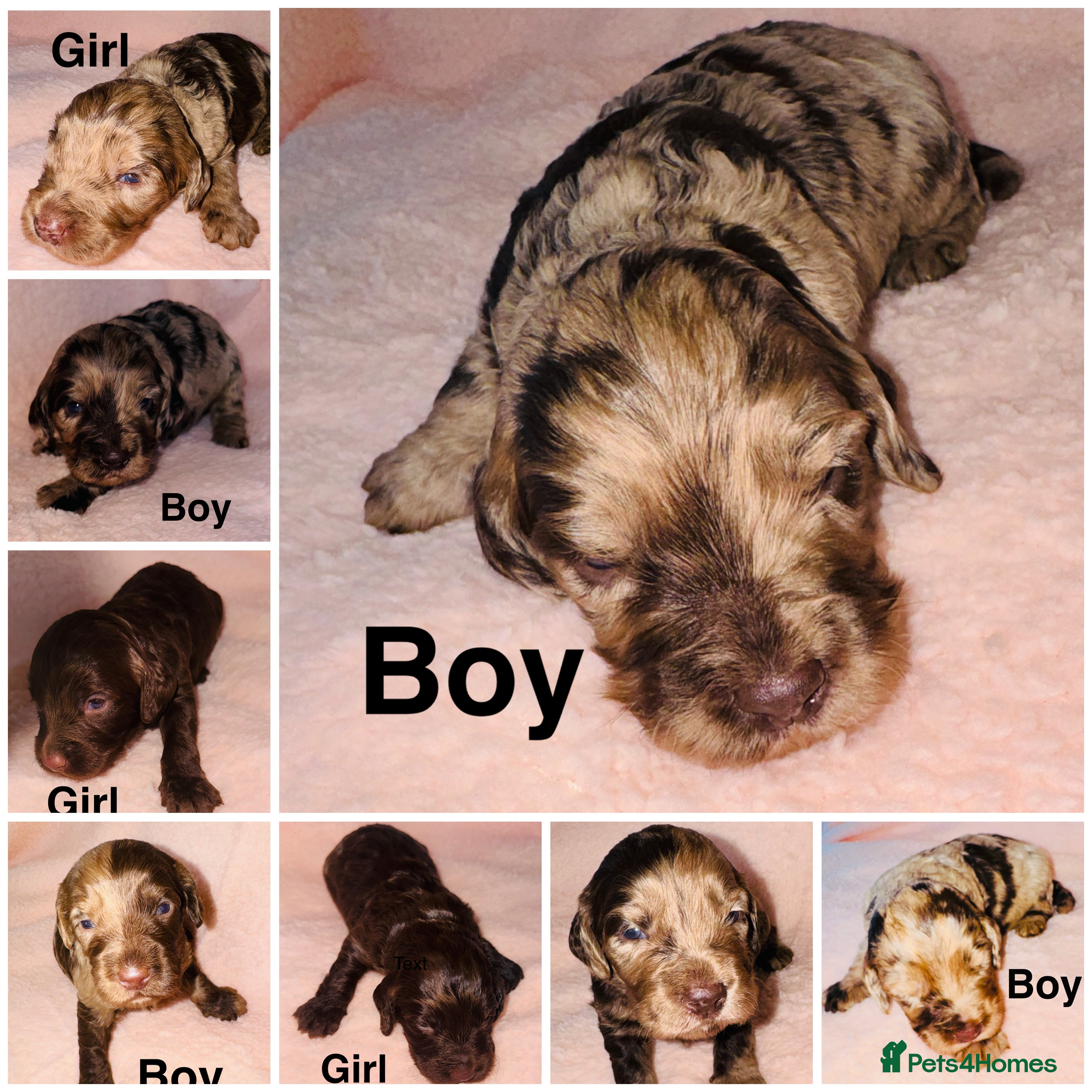 Cockapoo dogs ❤️DNA Tested F1 Rare Merle Cockapoos,Ready 4th Feb - Advert 2