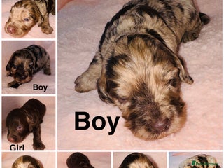 Cockapoo dogs ❤️DNA Tested F1 Rare Merle Cockapoos,Ready 4th Feb - Advert 2