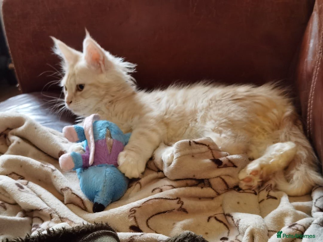 Maine Coon cats for sale: Three beautiful Maine Coon kittens - Advert 15