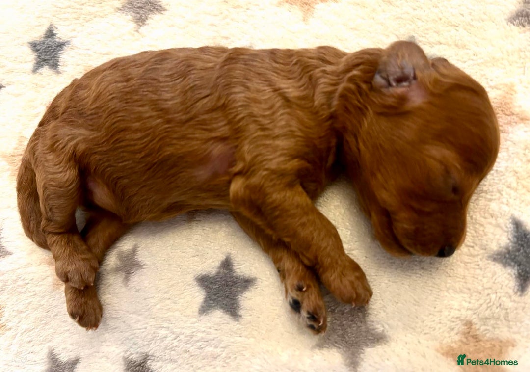 Miniature Poodle dogs for sale: **All Reserved** Stunning Deep Red Mini Poodle - Advert 22