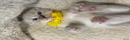 Ragdoll cats for sale: Stunning Fluffy Pure Pedigree Ragdoll Kittens - Advert 34