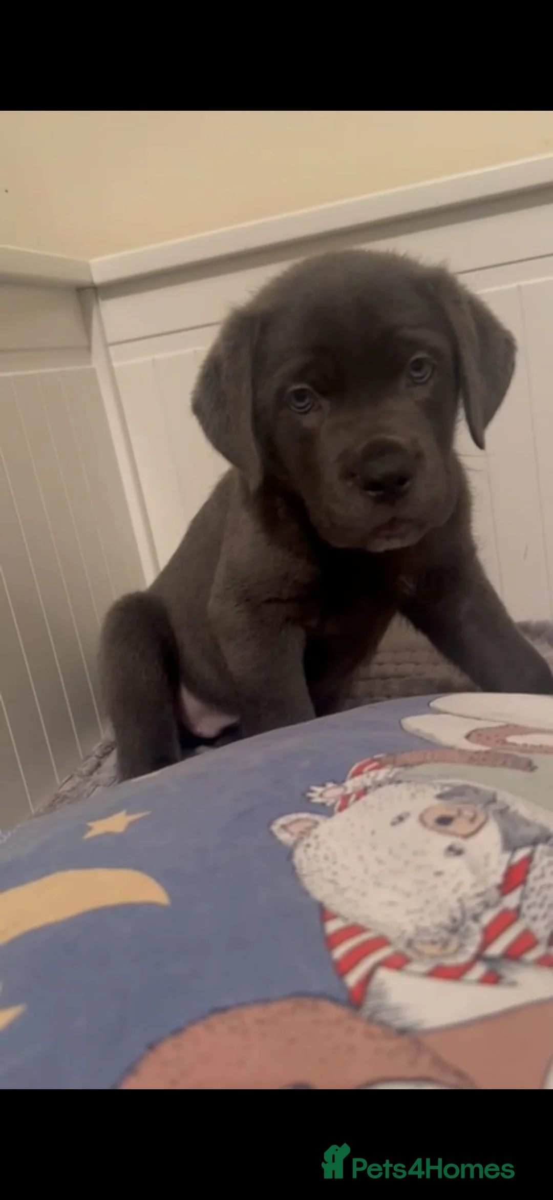 Cane Corso dogs for sale: Cane Corso  - Advert 11