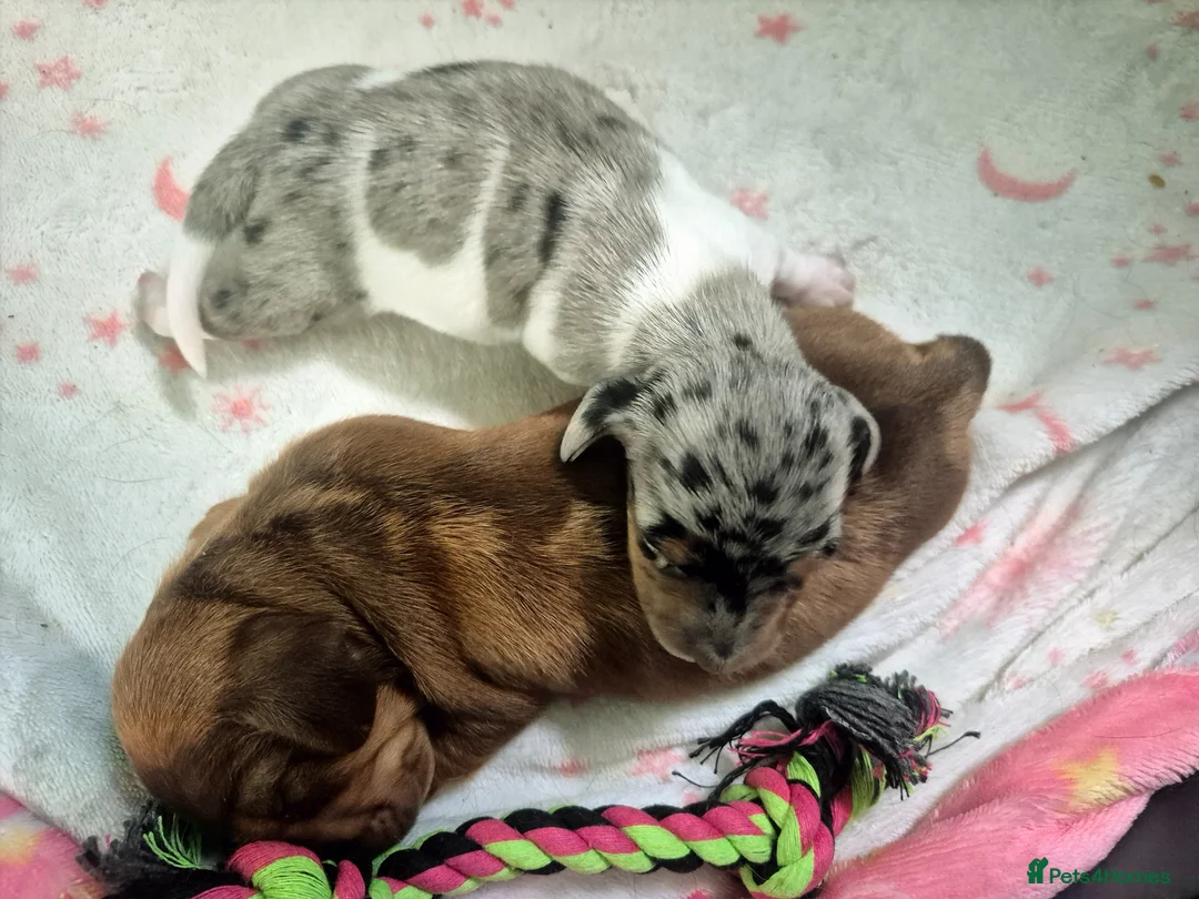 Miniature Dachshund dogs for sale: Stunning little miniature dachshunds  - Advert 2