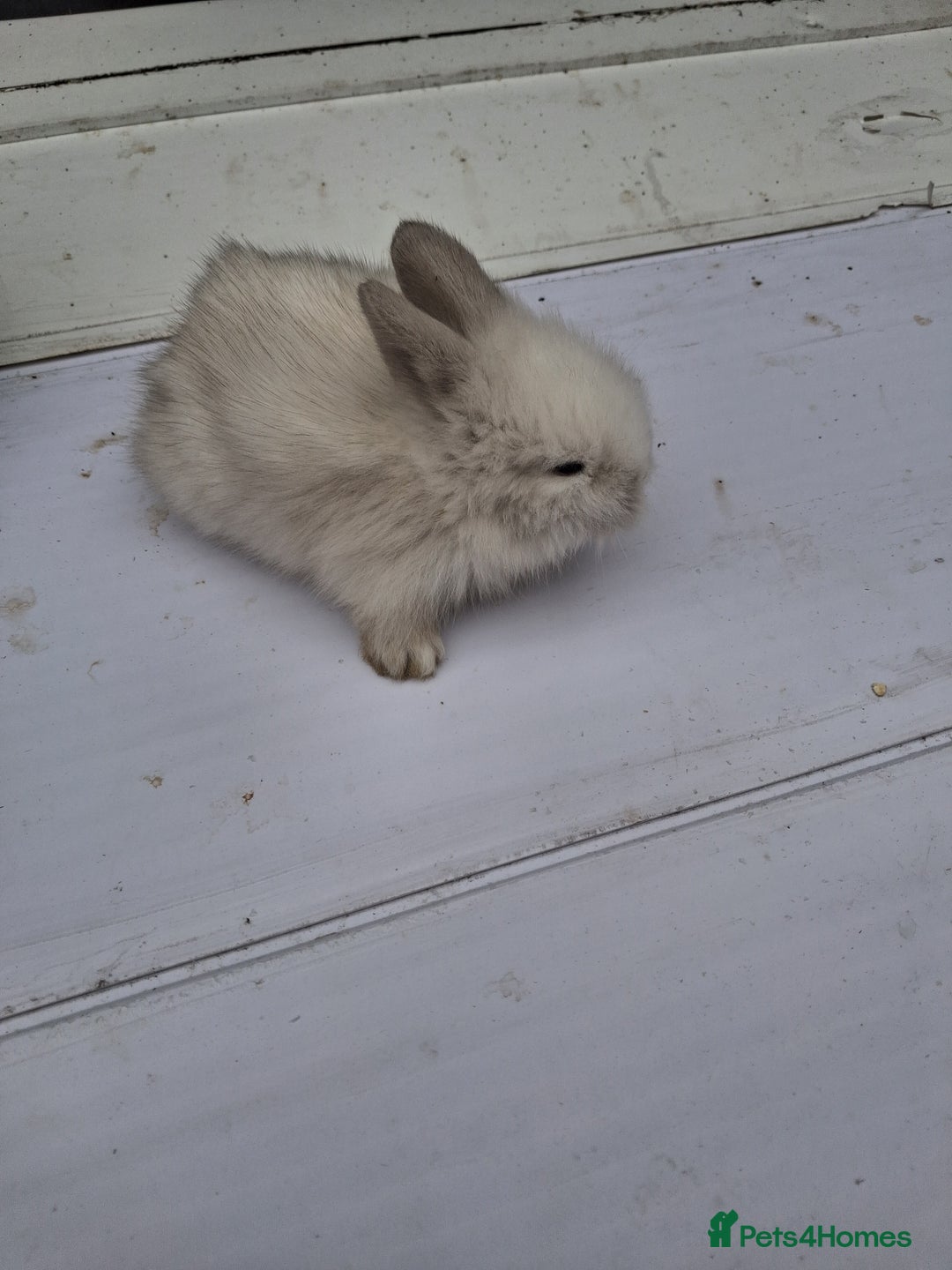 Lionhead rabbits for sale: Lionhead  - Image 12