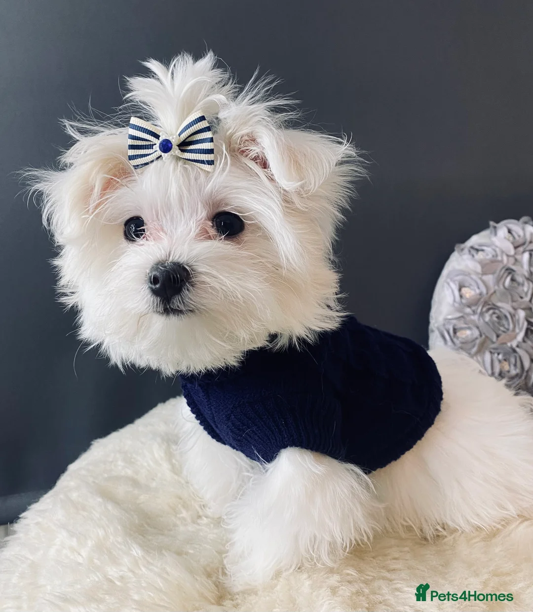 Maltese dogs for sale: ✨ Outstanding KC korean Maltese Puppies ✨ - Advert 25