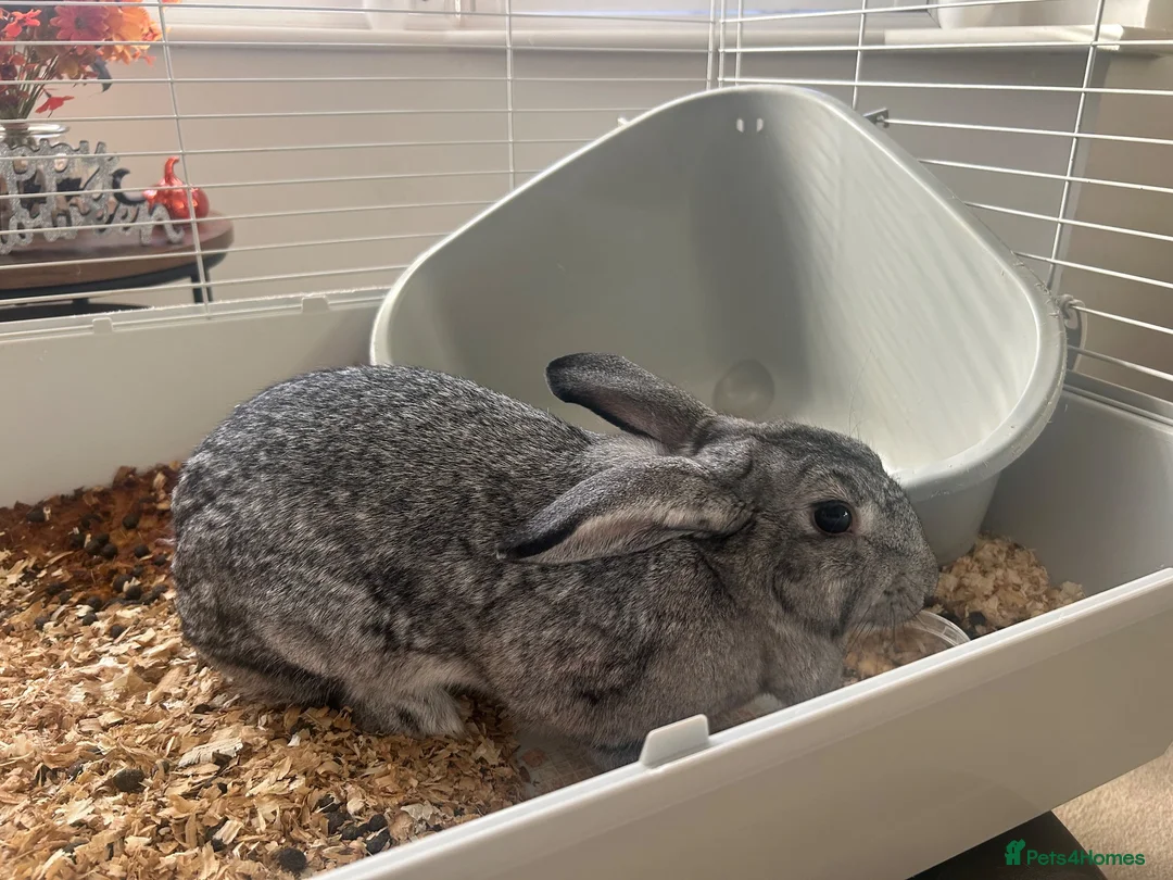 Mini Lop rabbits for sale: Grey mini lop in Nuneaton - Advert 6