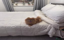 Pomeranian dogs for sale: KC Pomeranian girl - Image 1