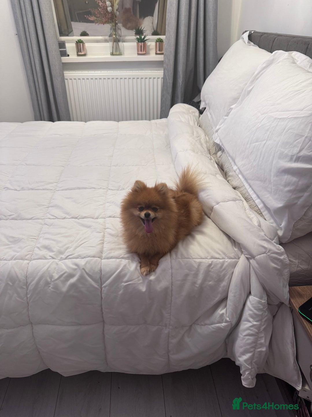 Pomeranian dogs for sale: KC Pomeranian girl - Image 1