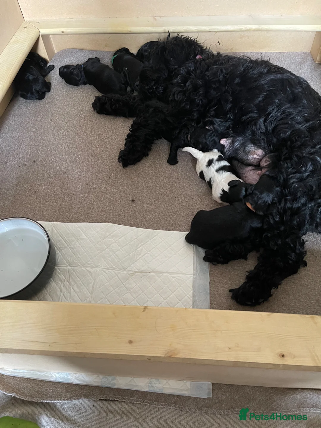 Mixed Breed dogs for sale: Gorgeous Litter of Puppies  - Advert 2