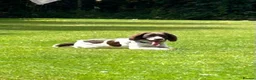 English Springer Spaniel dogs for sale: Genuine reason for sale Male ESS  in Wolverhampton - Advert 2