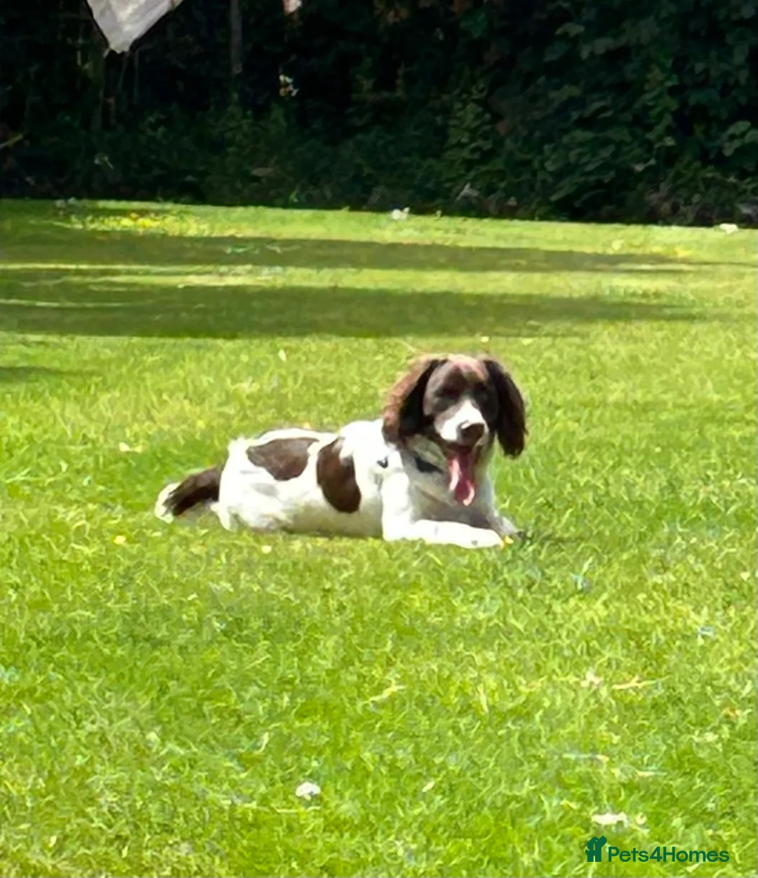 English Springer Spaniel dogs for sale: Genuine reason for sale Male ESS  in Wolverhampton - Advert 2